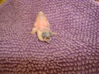 DSC06417.JPG