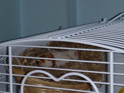Now they're both in... With the hen doing something with her beak.