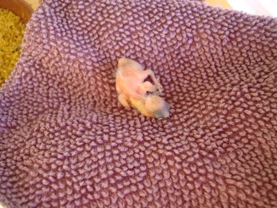 DSC06416.JPG