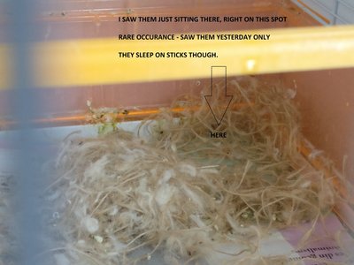 I saw them just sitting there, yesterday. For a moment, I thought &quot;are they taking that for a nest?!&quot;, but it hasn't happened since. They stay on the sticks like 99% of the time, including during night time...