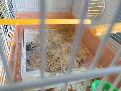Contents of the nest. They didn't at least move them around or anything (nevertheless, put them back in the basket)