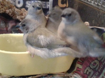 FIRST BATH, WHO WILL GO IN FIRST???