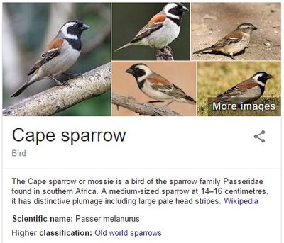 Cape Sparrow.JPG