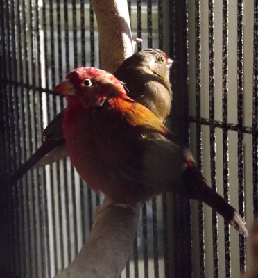 DSCF2432.jpg