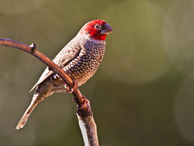 Vink_Rooikop_W_8K4E7732.jpg
