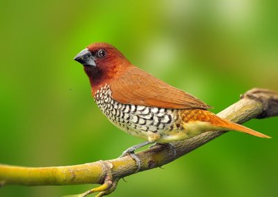 wild spice finch.JPG