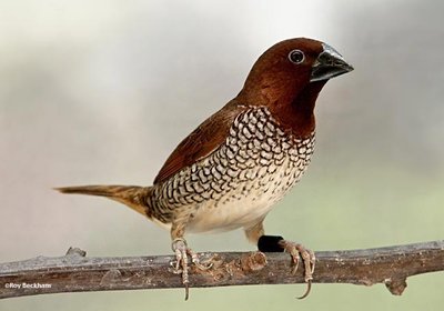 spicefinch.jpg