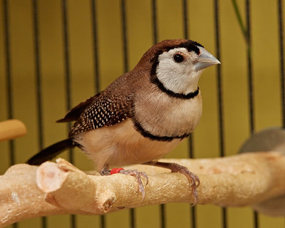 Male Juvenile