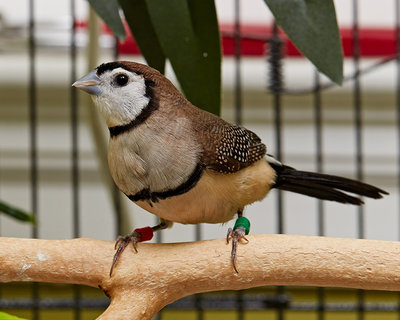 Female Juvenile