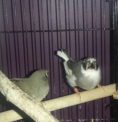 Enlarged crop: front view