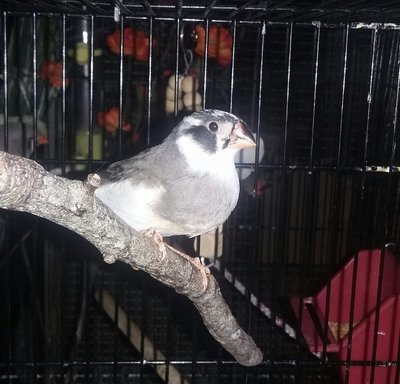 Enlarged crop: left side