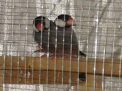 Our 2 Java Finches