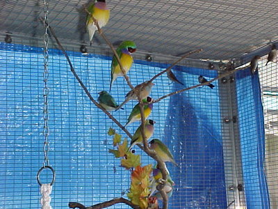 gouldian5.jpg