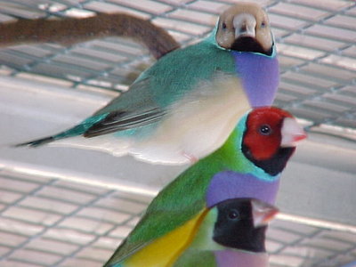 gouldian6.jpg
