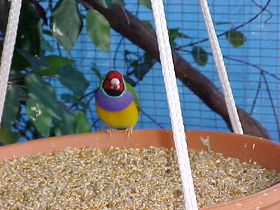 gouldian2.jpg