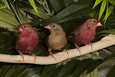 Juvenile Red-billed Fire Finches