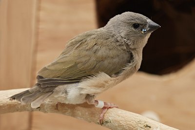 Fledged today, 25 days old.
