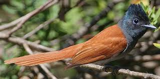 flycatcher.jpg