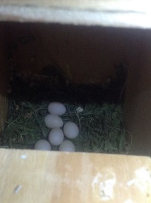 There are six eggs as of today. I think it's safe to conclude that there are three females laying.