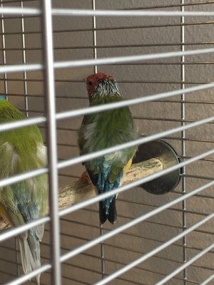 Larry Molting.jpg