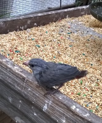 Lavender Finches.jpg