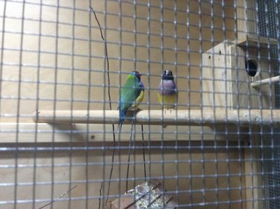 My gouldians sometimes sleep on this perch above the hopper feeder that goes across the right corner.