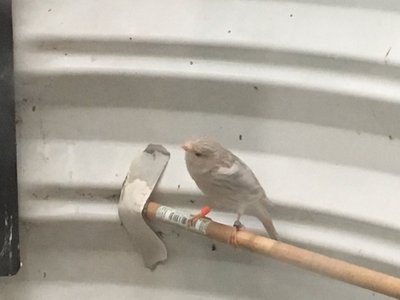 Hen in her flight cage