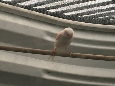 Hen in her flight cage