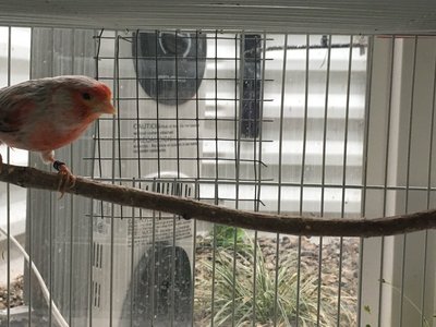 Male watching the hens in their flight cage