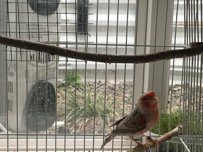 2nd male