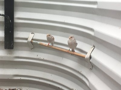 Hens enjoying their new flights