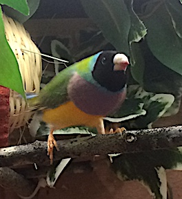 gouldian 1.JPG