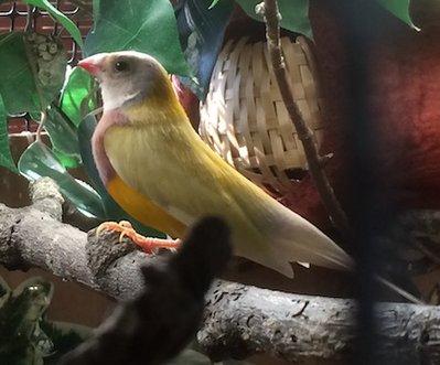 yellow back male.JPG