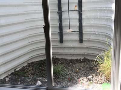 The second window aviary is still a work in progress, and needs  little more clean.
