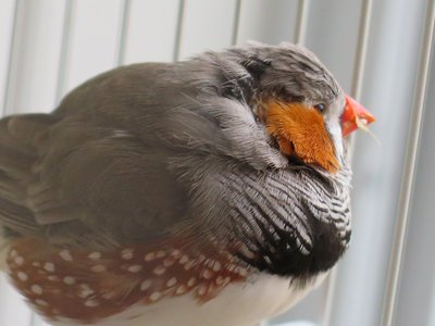 Puffy's profile