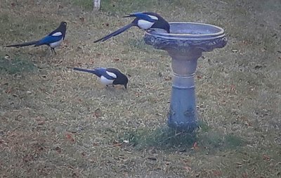 2016-11-25-11-04-35.jpg