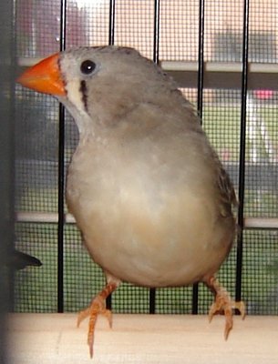 FEMALE GREY?