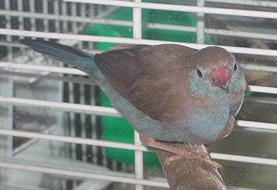 RCCBHen72610b.jpg