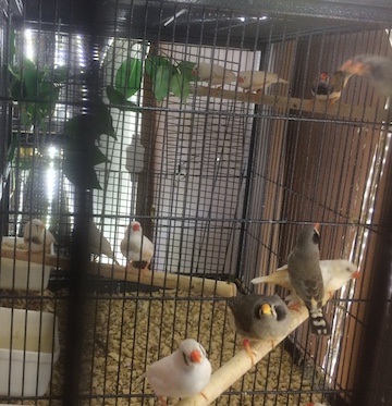 mixed aviary.JPG