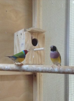 Maybe you can see some of the female's missing head feathers.