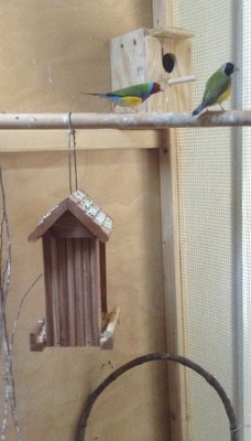 staring at her and the nestbox