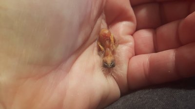 Upside-down Squipper