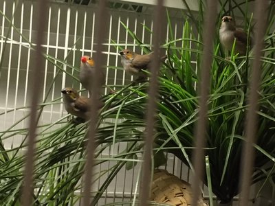 OC babies 3.18.17.jpg