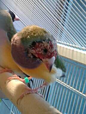 MOLTING JUVIE FULL OF PIN FEATHERS