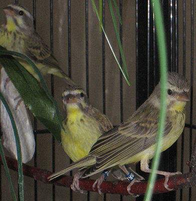 Just the babies!