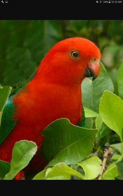 KING PARROT