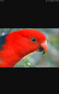 KING PARROT