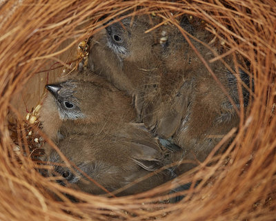 14 days old