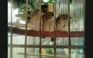 IMG_20170331_150930-320x200.jpg