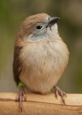 19 days old